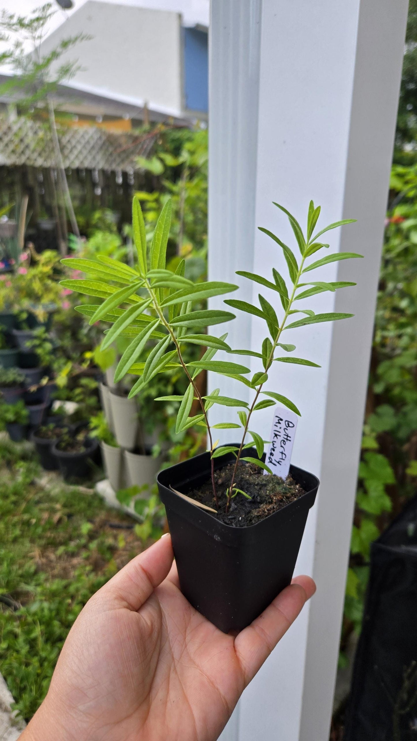 2-Pack Butterfly Milkweed Live Plant PREORDER