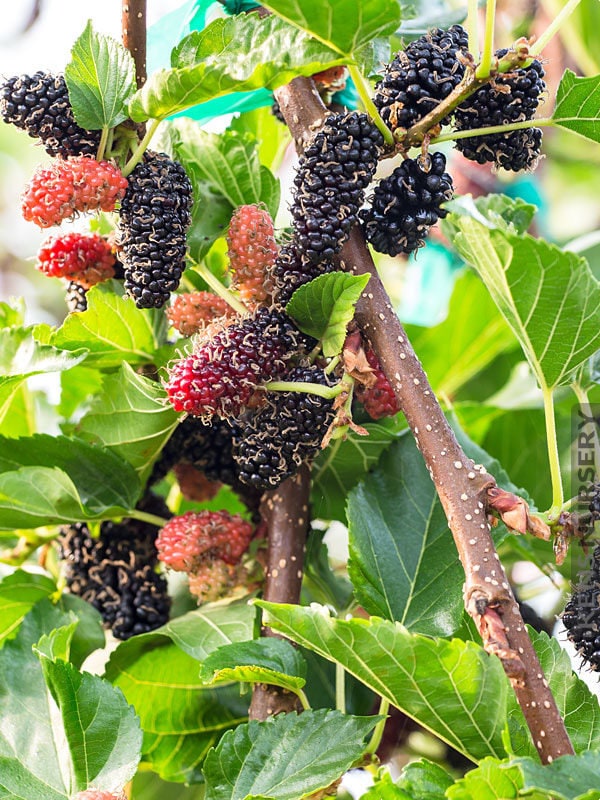 Dwarf Everbearing Mulberry Rooted Cutting