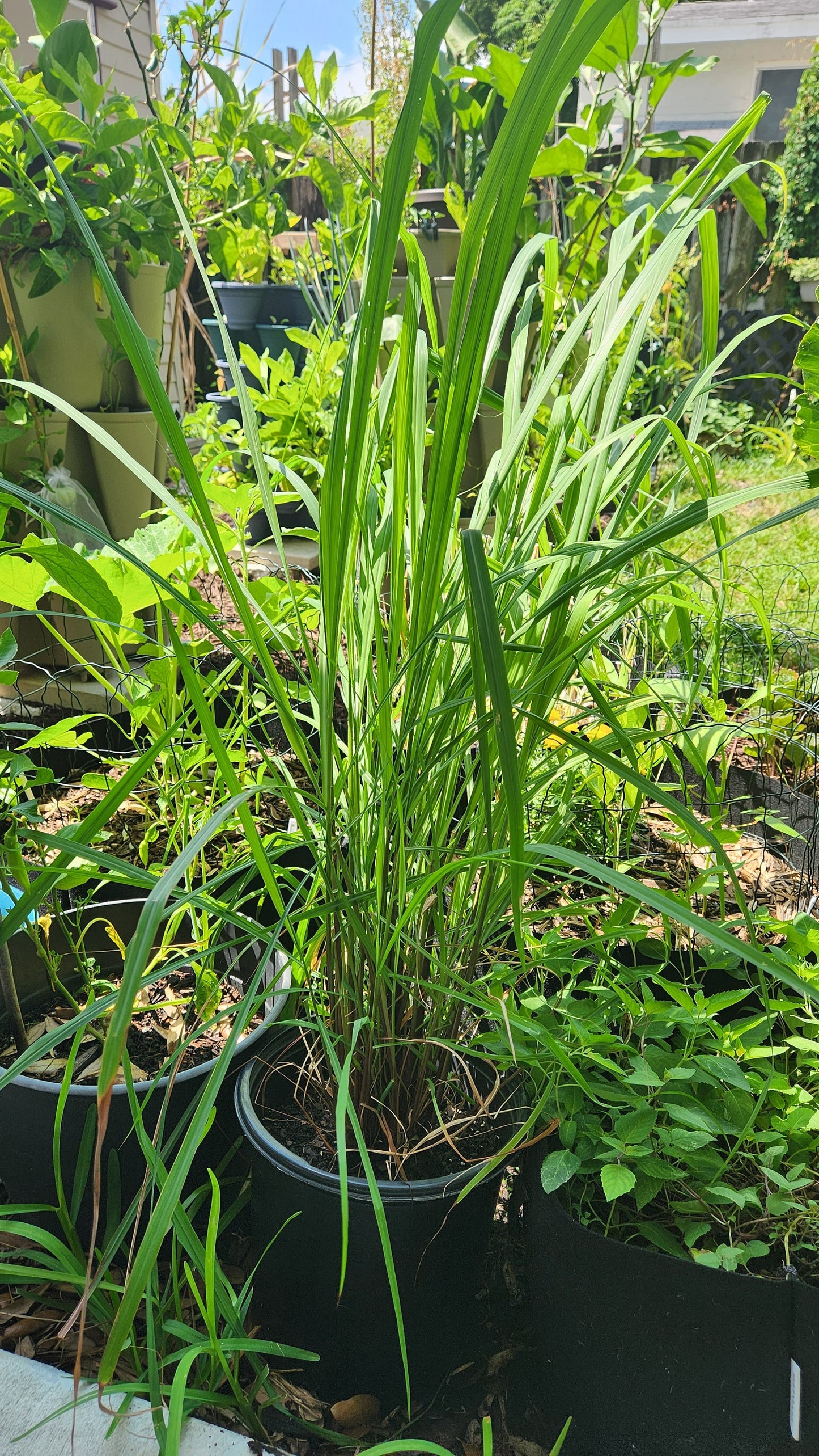 Lemongrass Live Plant