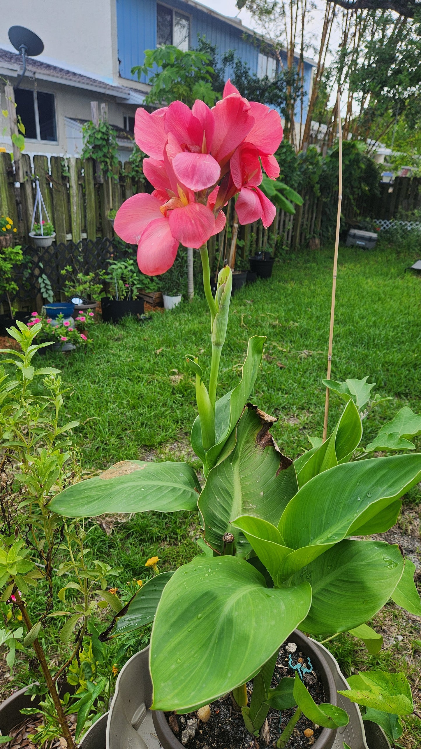 2-Pack Canna Lily Live Plant
