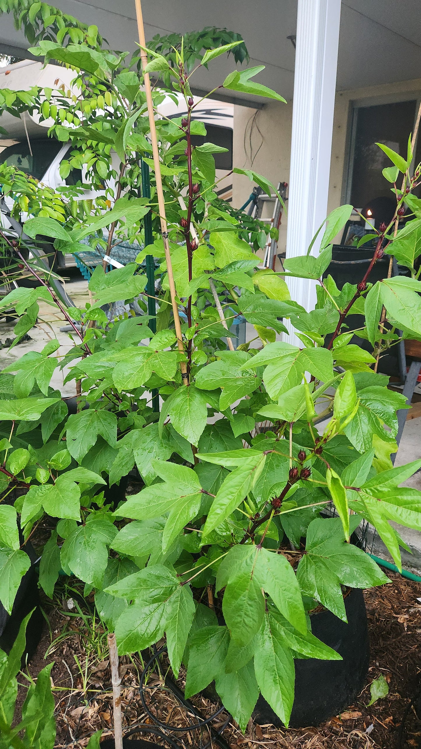 Roselle (Hibiscus sabdariffa) rooted Plant - Florida Cranberry / Jamaican Sorrel