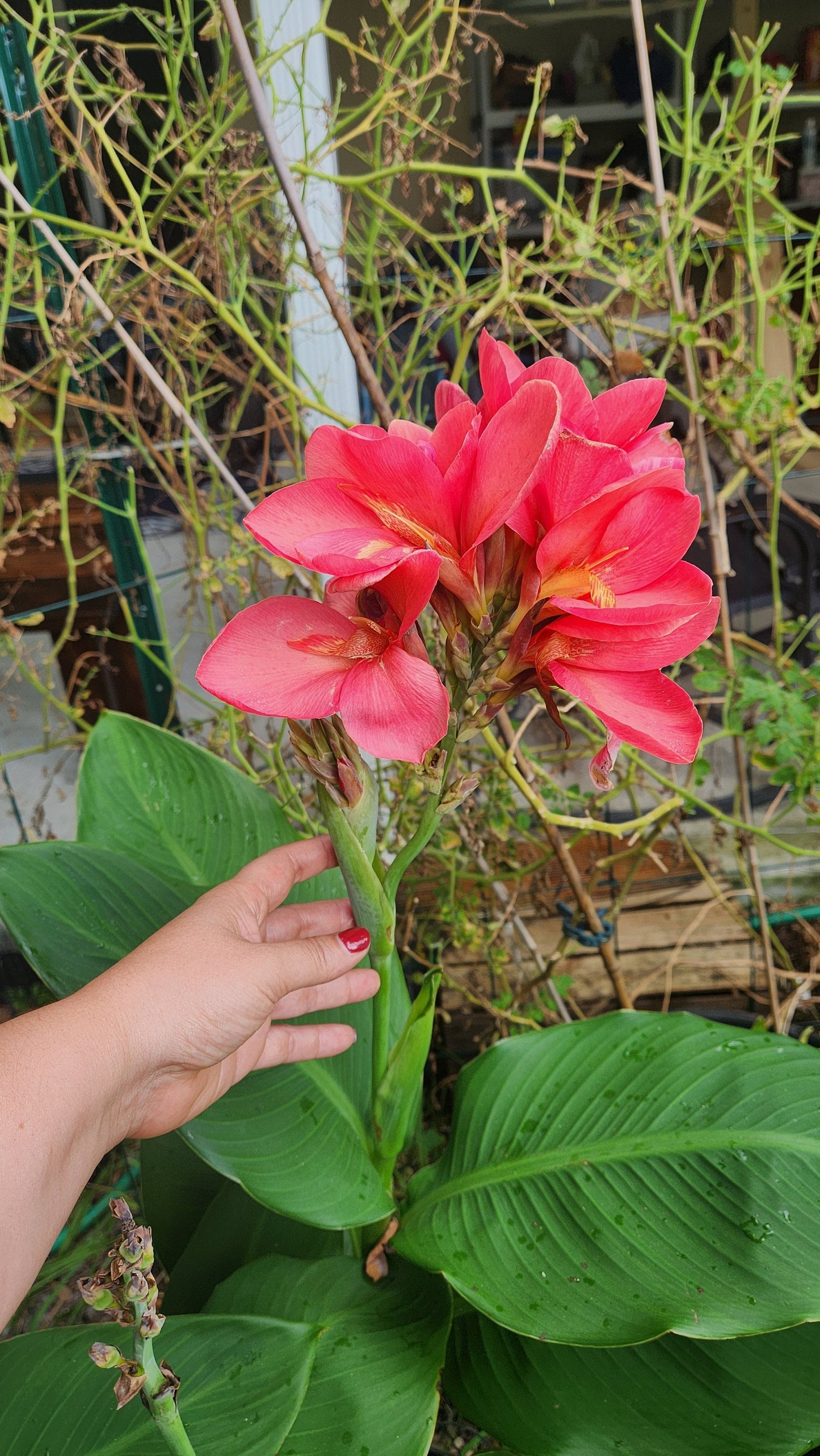Canna Lily Live Plant
