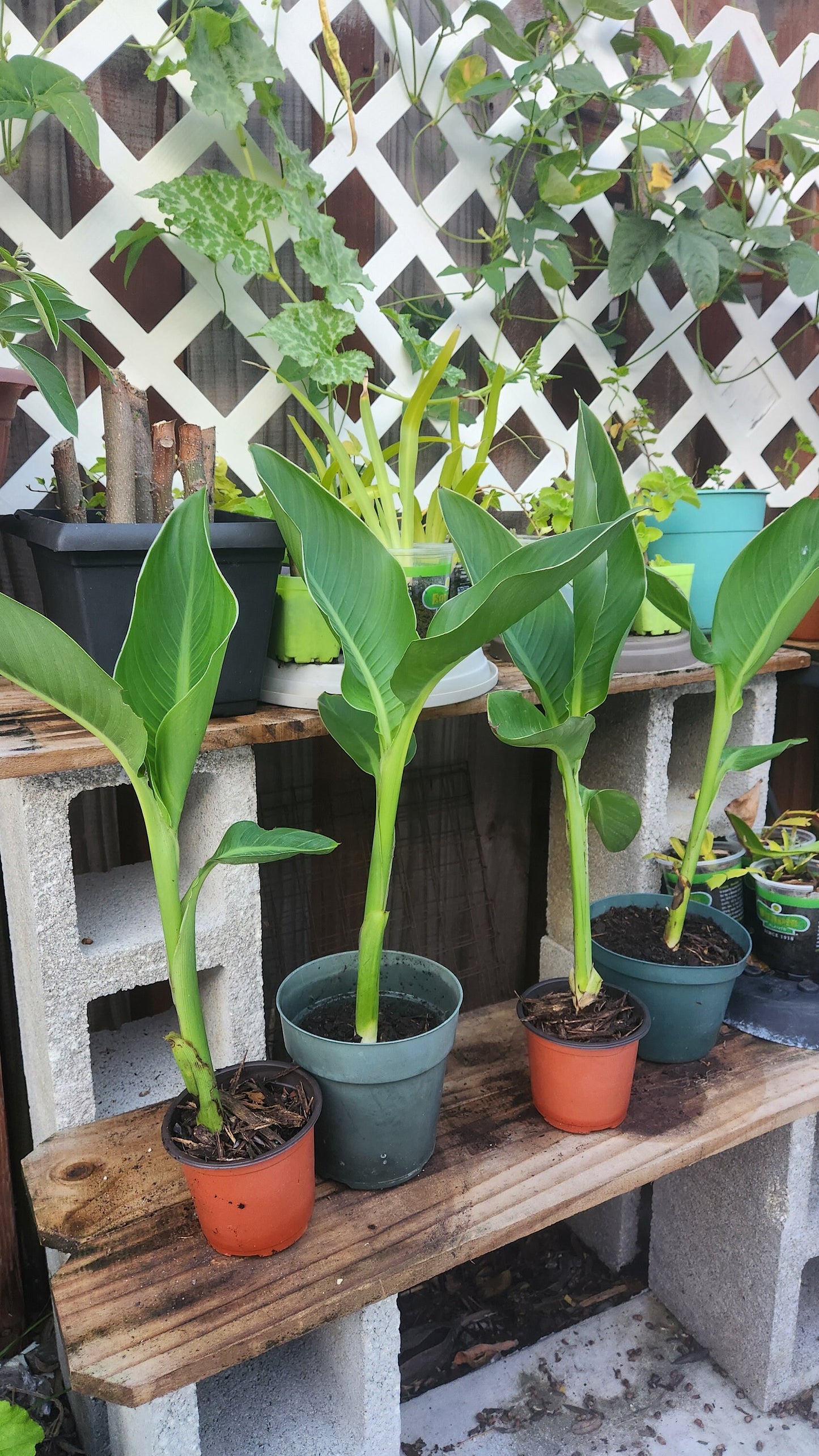 2-Pack Canna Lily Live Plant