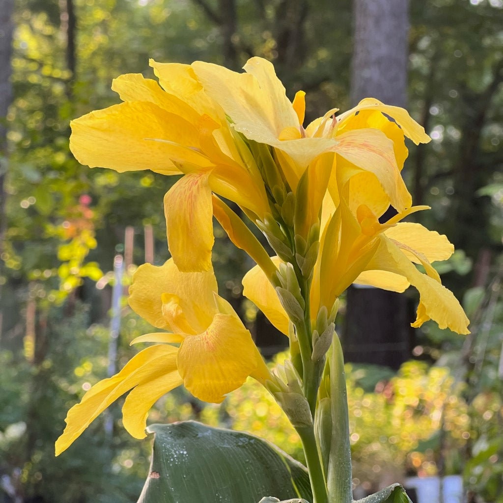 2-Pack Canna Lily Live Plant