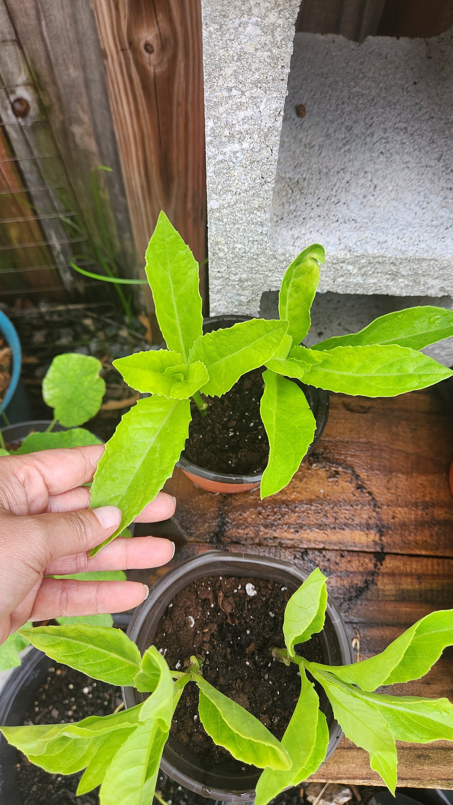 Longevity Spinach Rooted Cuttings
