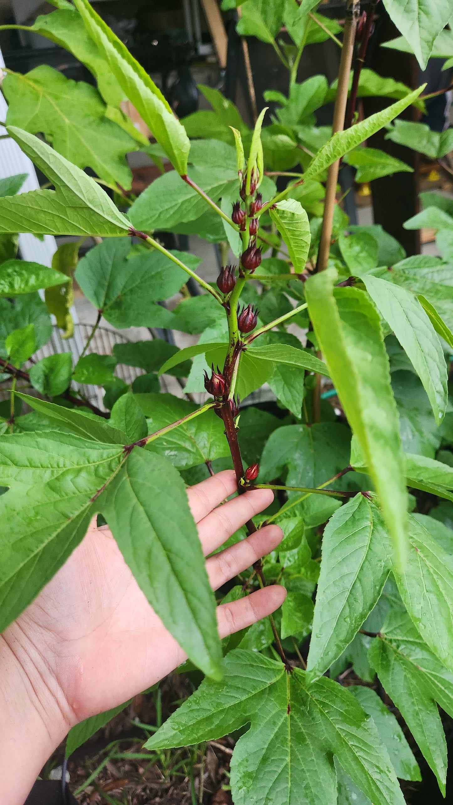 Roselle (Hibiscus sabdariffa) rooted Plant - Florida Cranberry / Jamaican Sorrel