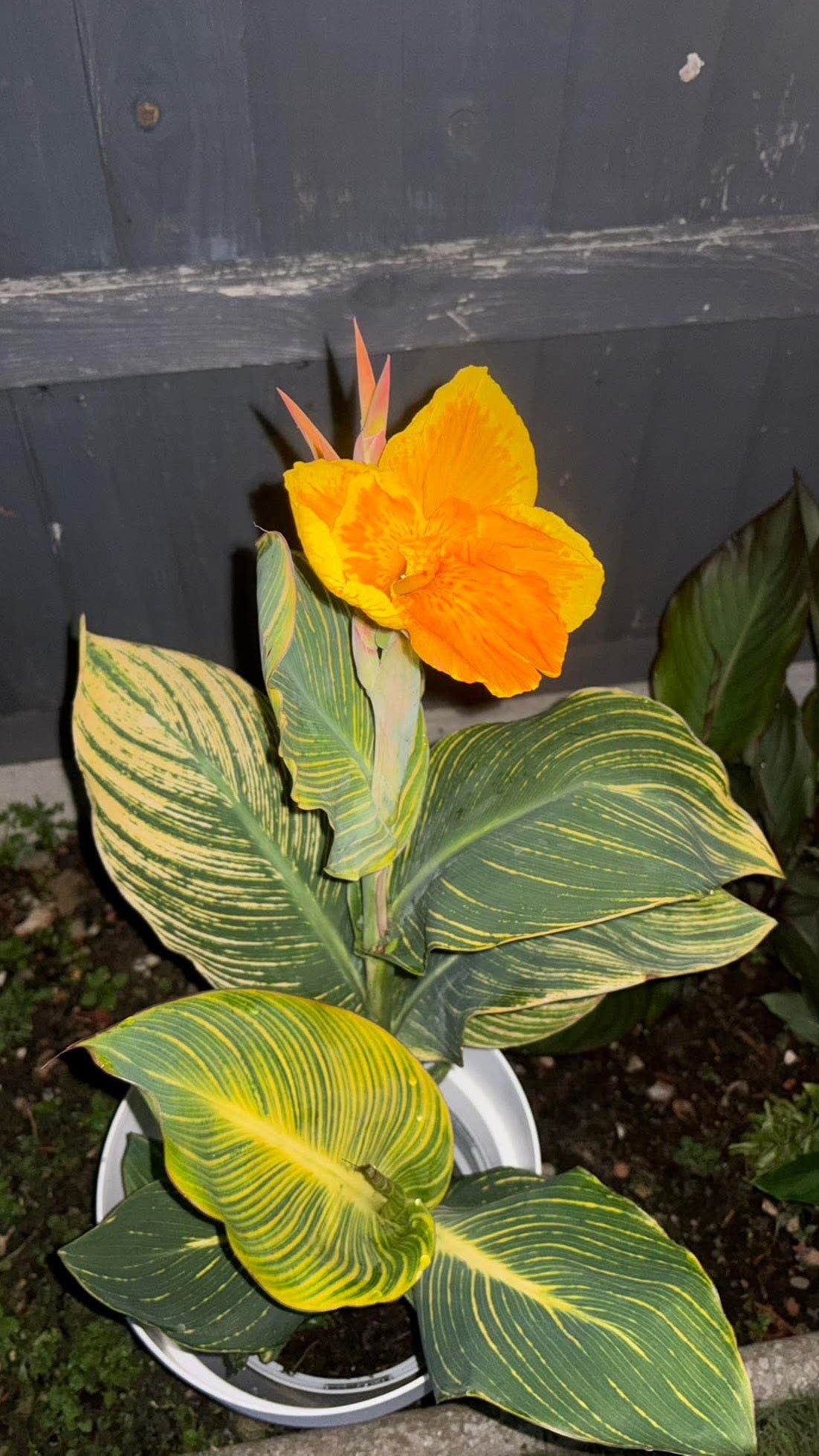 2-Pack Canna Lily Live Plant