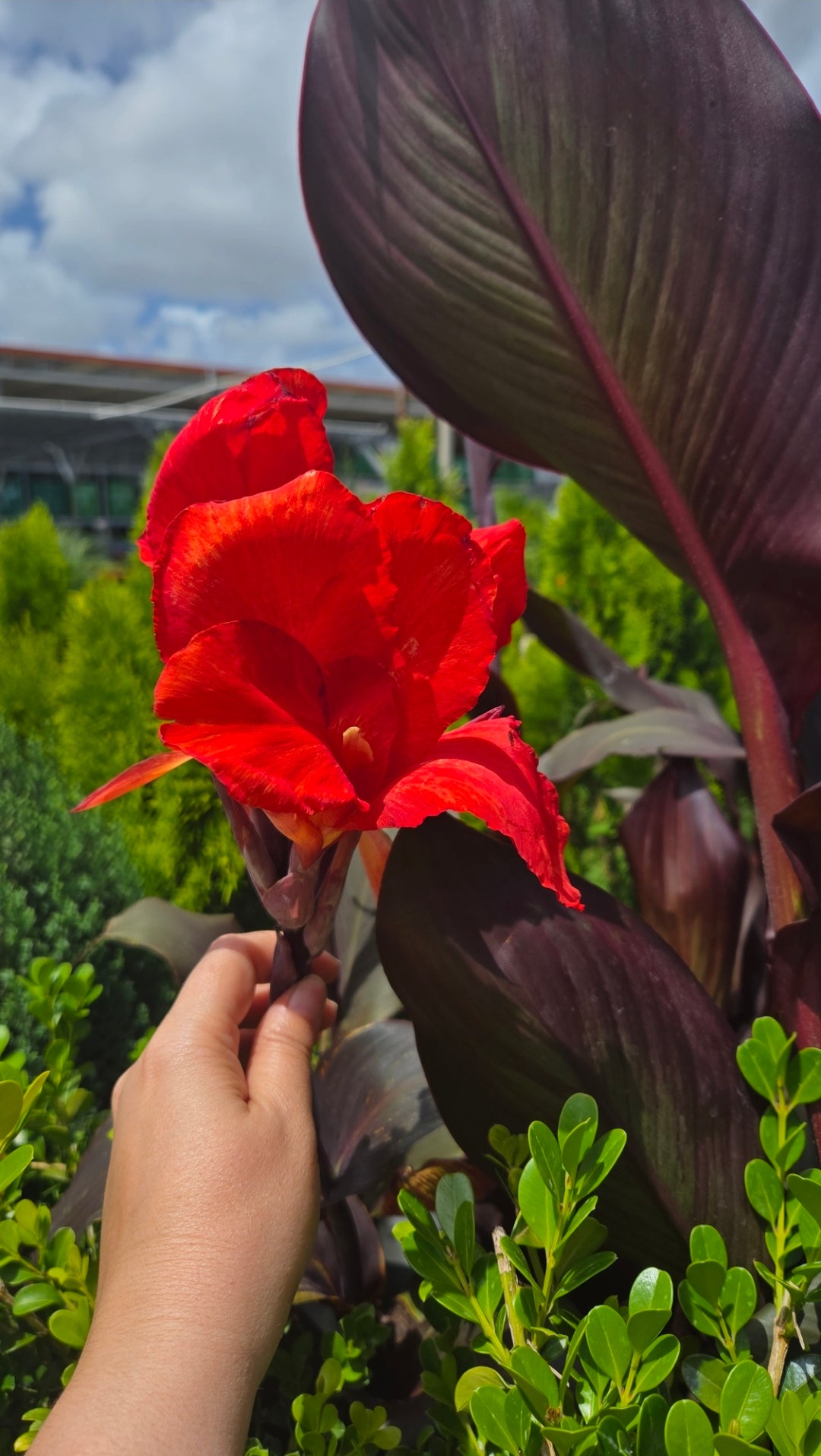 2-Pack Canna Lily Live Plant