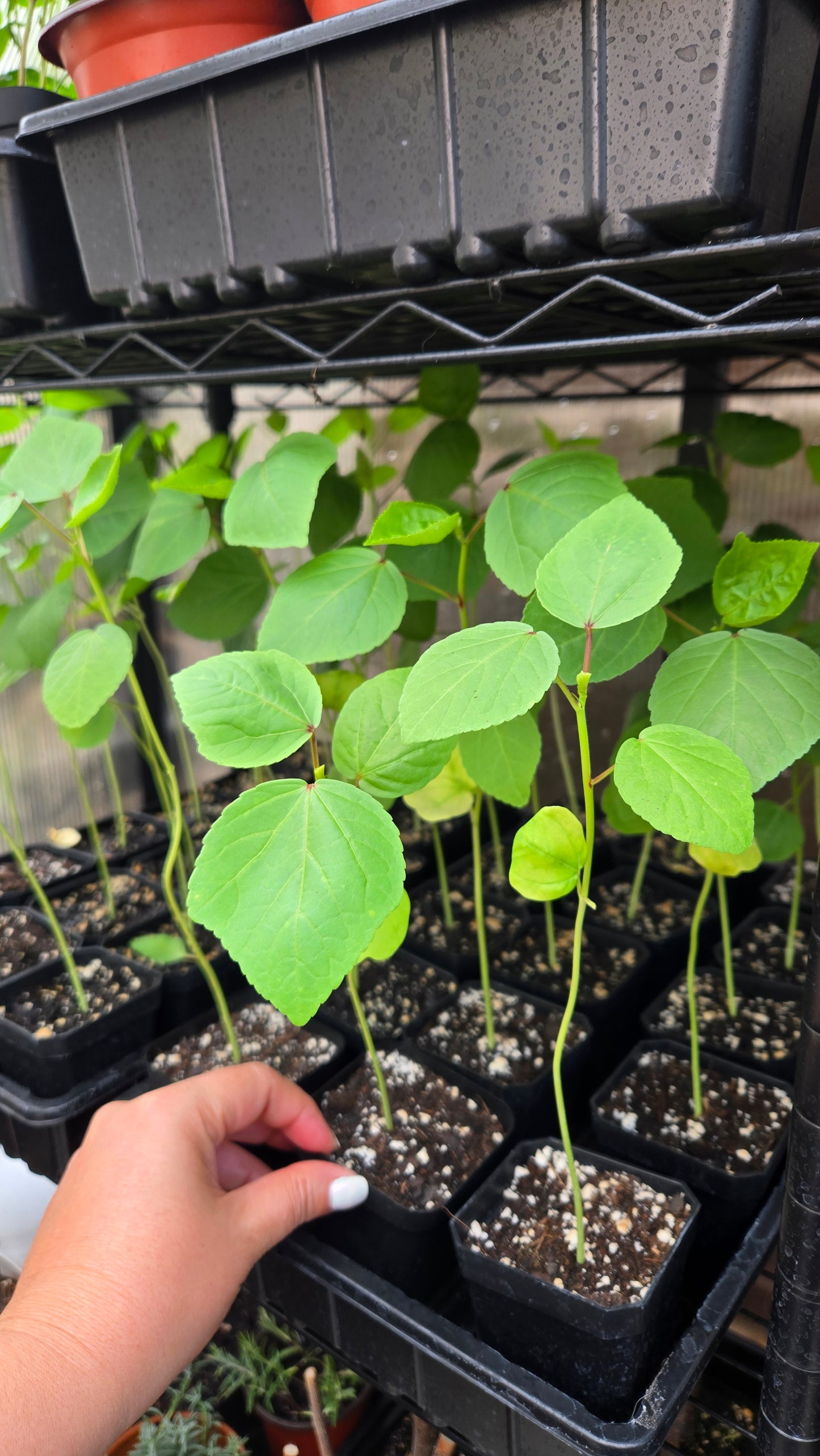 Roselle (Hibiscus sabdariffa) rooted Plant - Florida Cranberry / Jamaican Sorrel