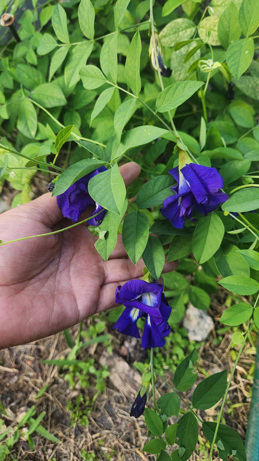 2-Pack Butterfly Pea Flower Live Plant