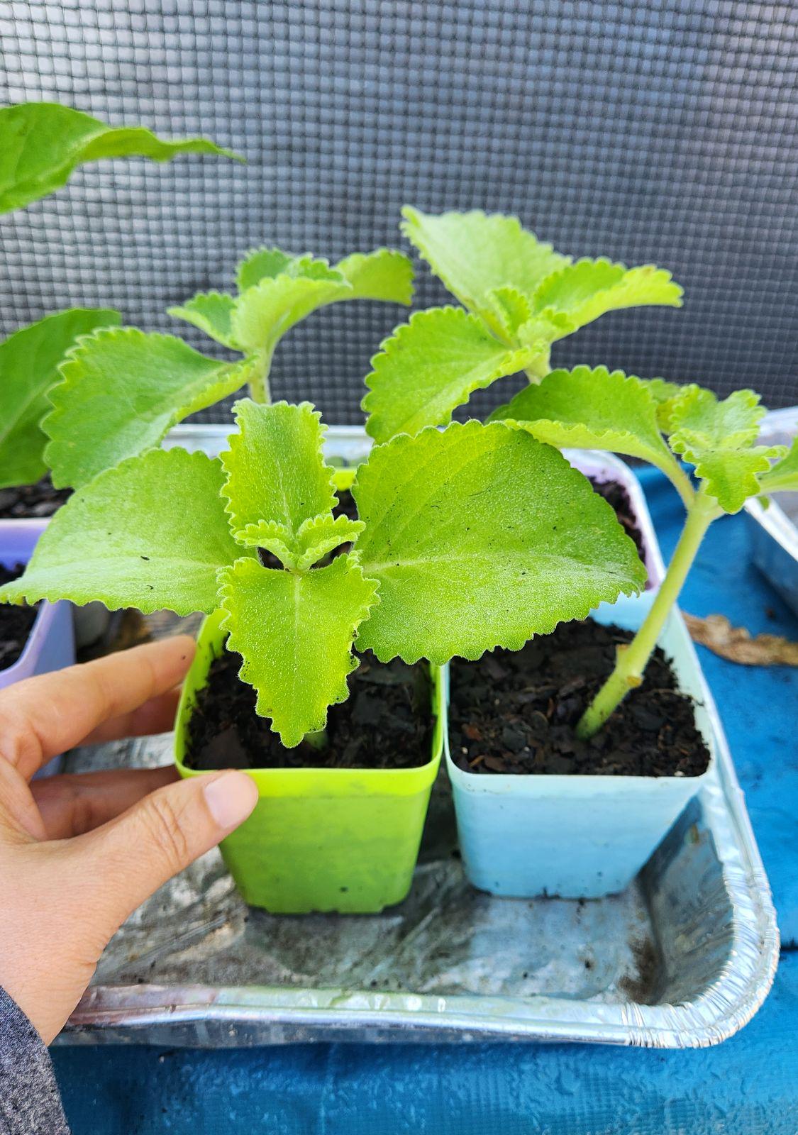 2-Pack Cuban Oregano Live Plant PREORDER