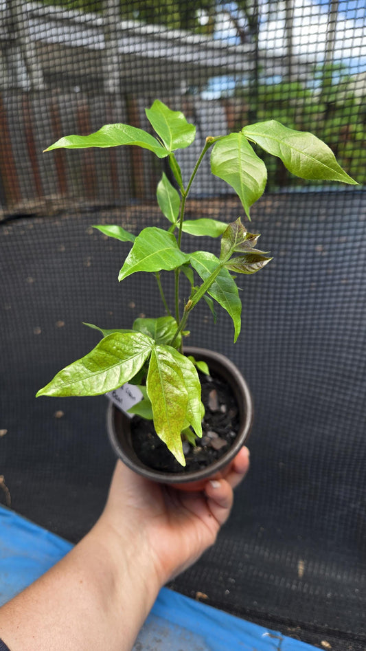 2-Pack Ice Cream Bean Tree Live Plant