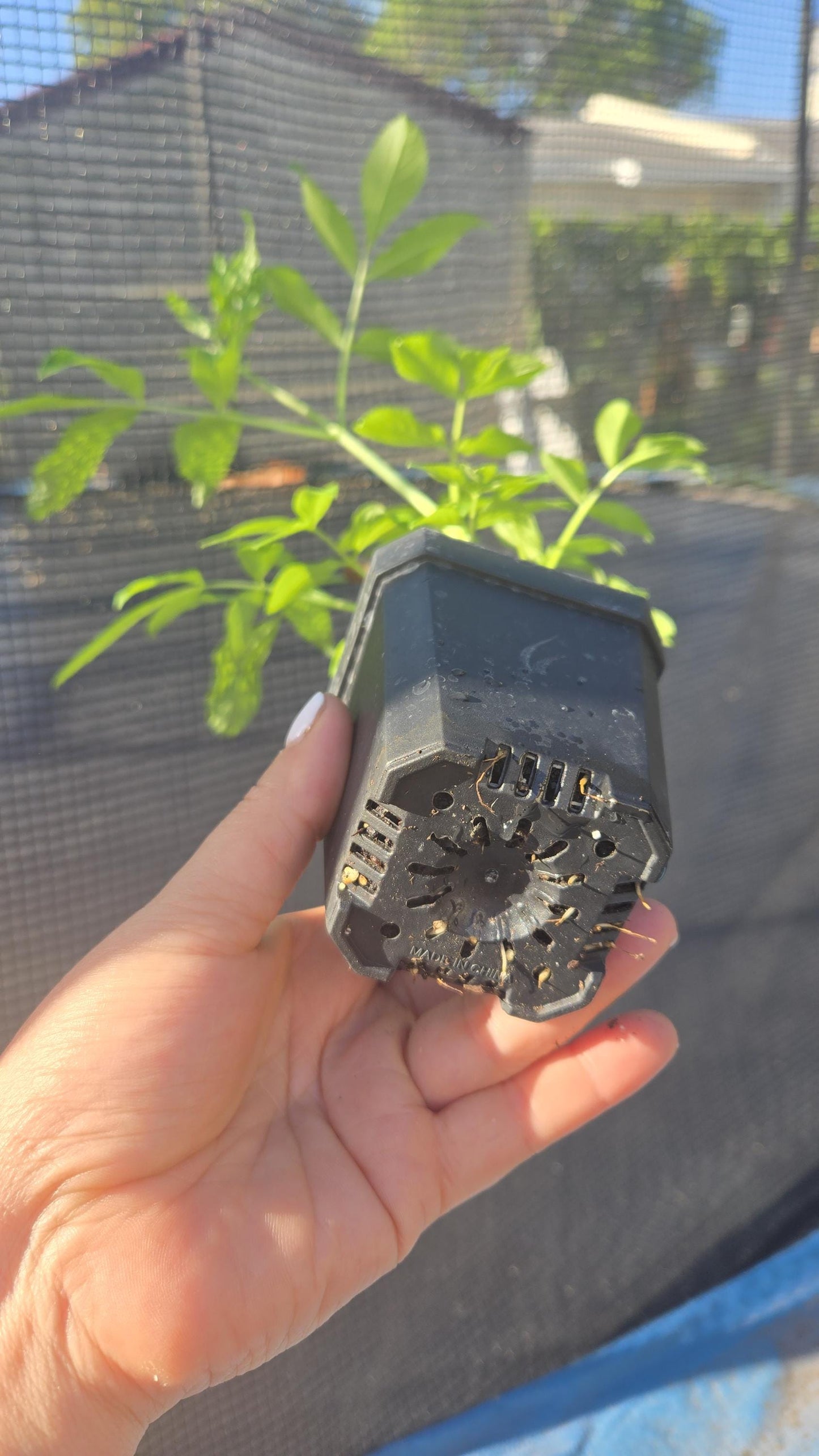Elderberry Live Plant