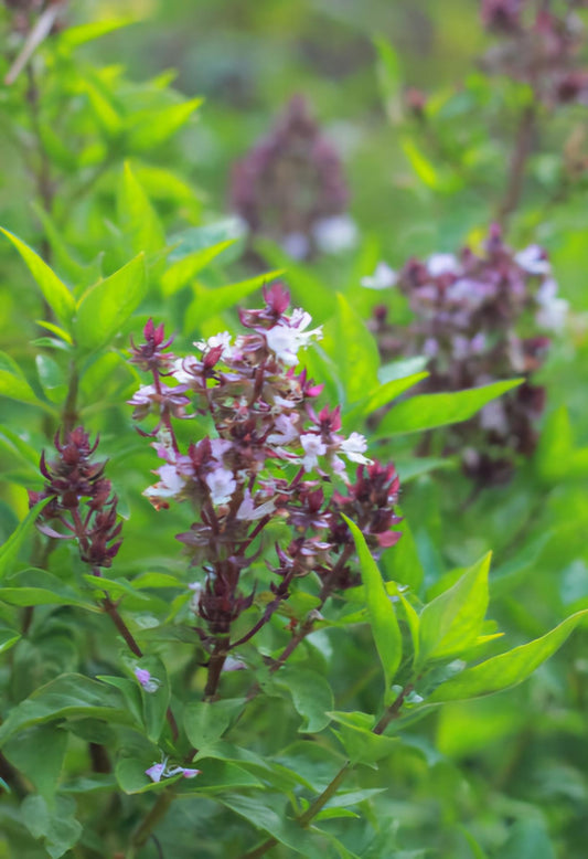 2-Pack Holy Basil Live Plant