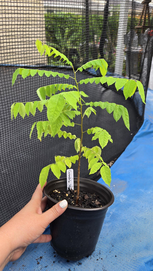 Star Fruit / Carambola Live Plant