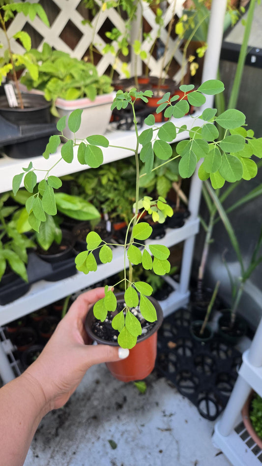 Moringa Seedling Live Plant