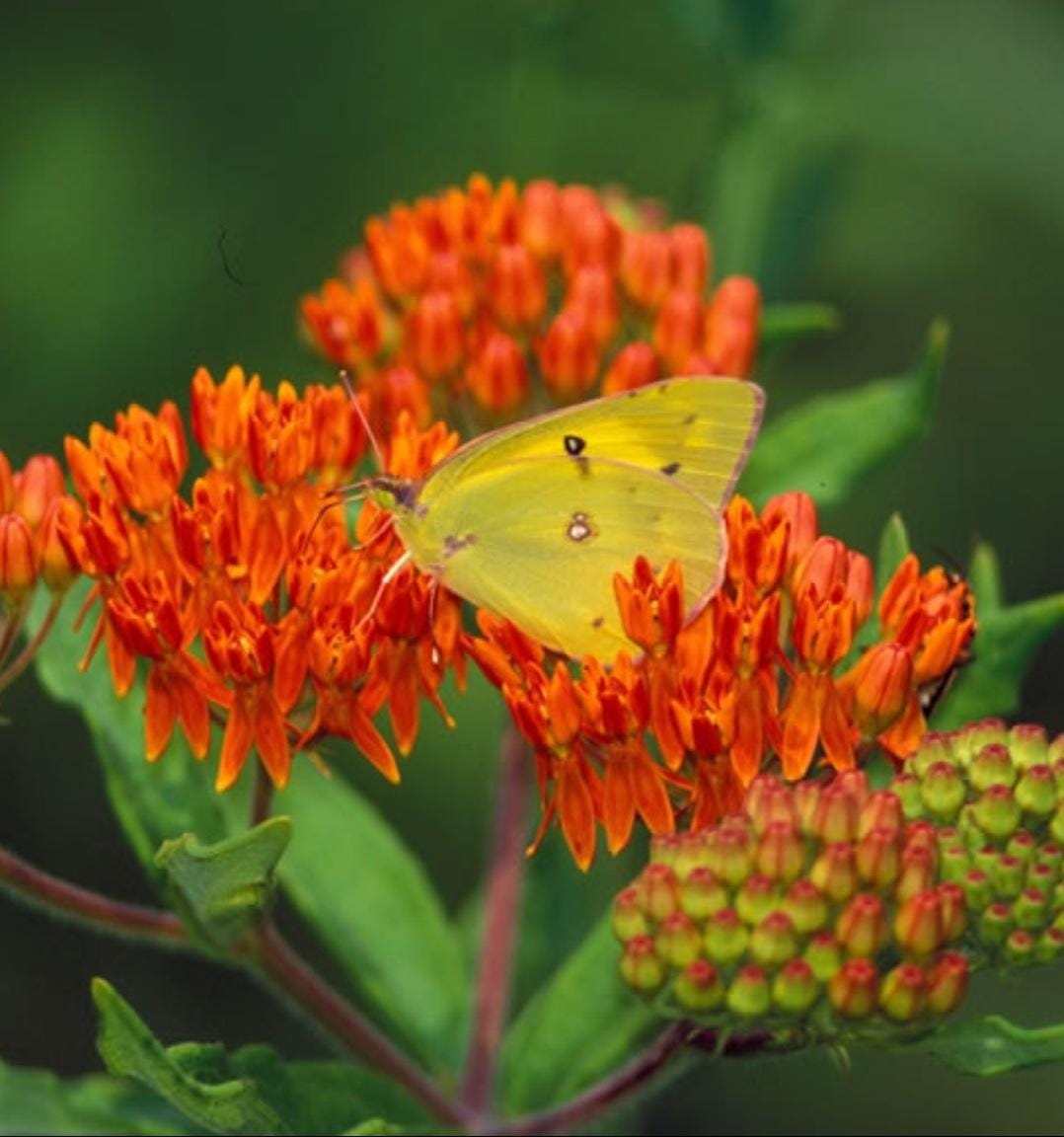 2-Pack Butterfly Milkweed Live Plant PREORDER