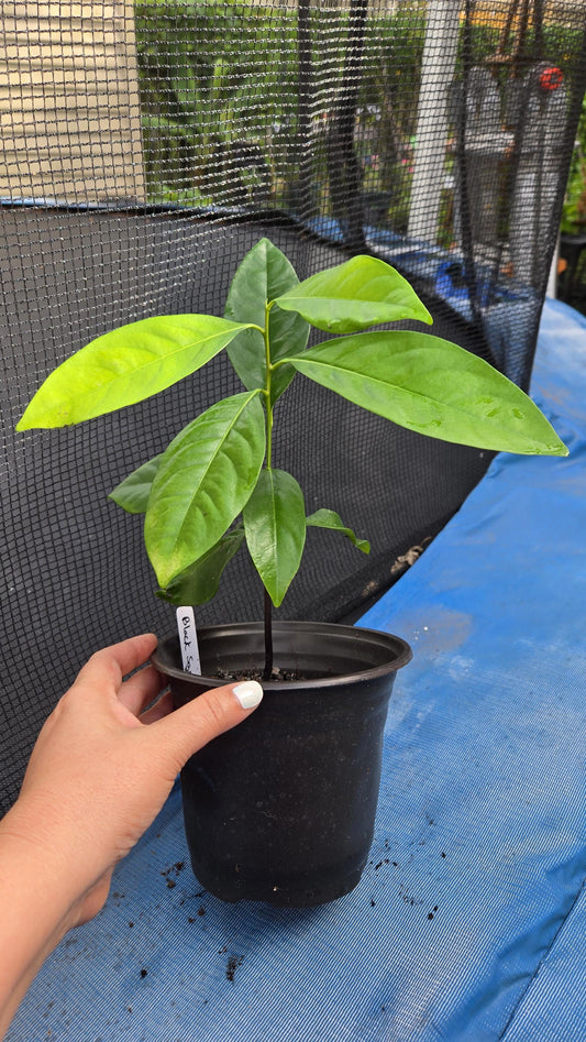 Black Sapote /Chocolate Pudding Fruit Live Plant