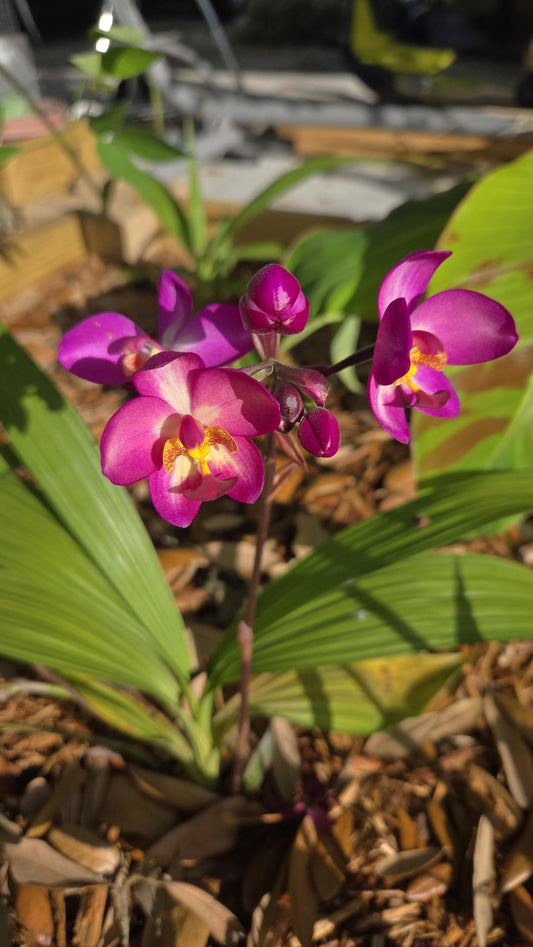 Ground Orchid Live Plant
