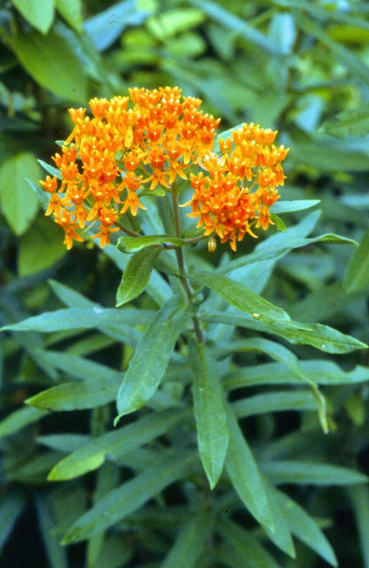 2-Pack Butterfly Milkweed Live Plant PREORDER