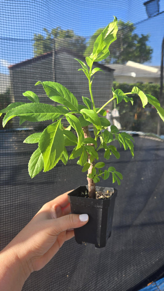 Elderberry Live Plant