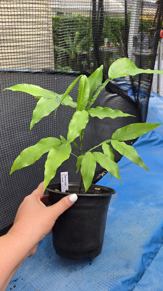 Spanish Lime / Quenepa Live Plant