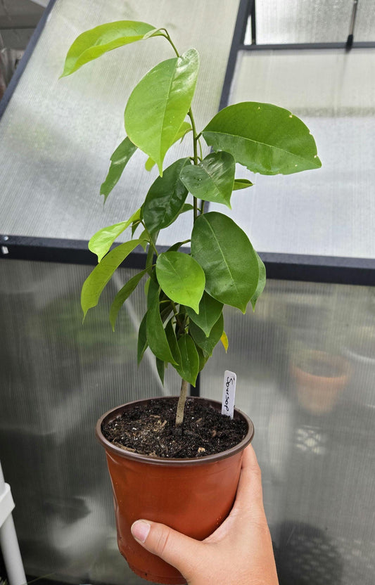 Soursop Seedling Live Plant