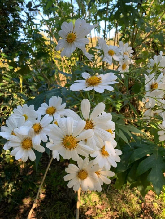 Tree Daisy (Montanoa grandifolia) Live Plant