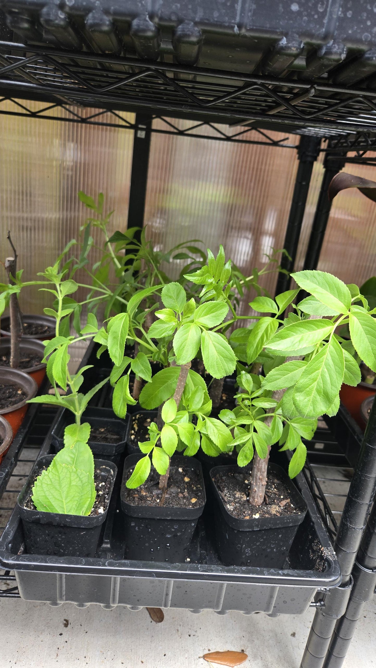 Elderberry Live Plant