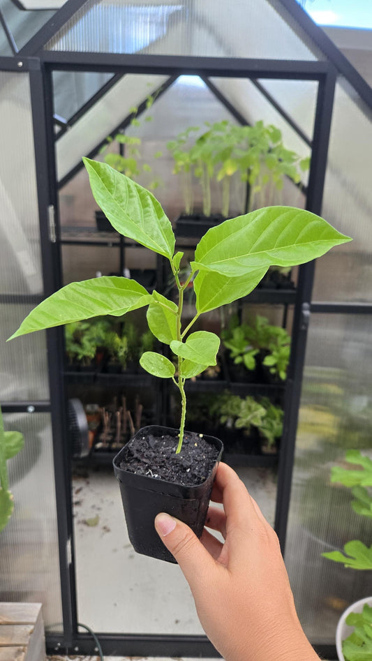 2-Pack Yellow Passionfruit Live Plant