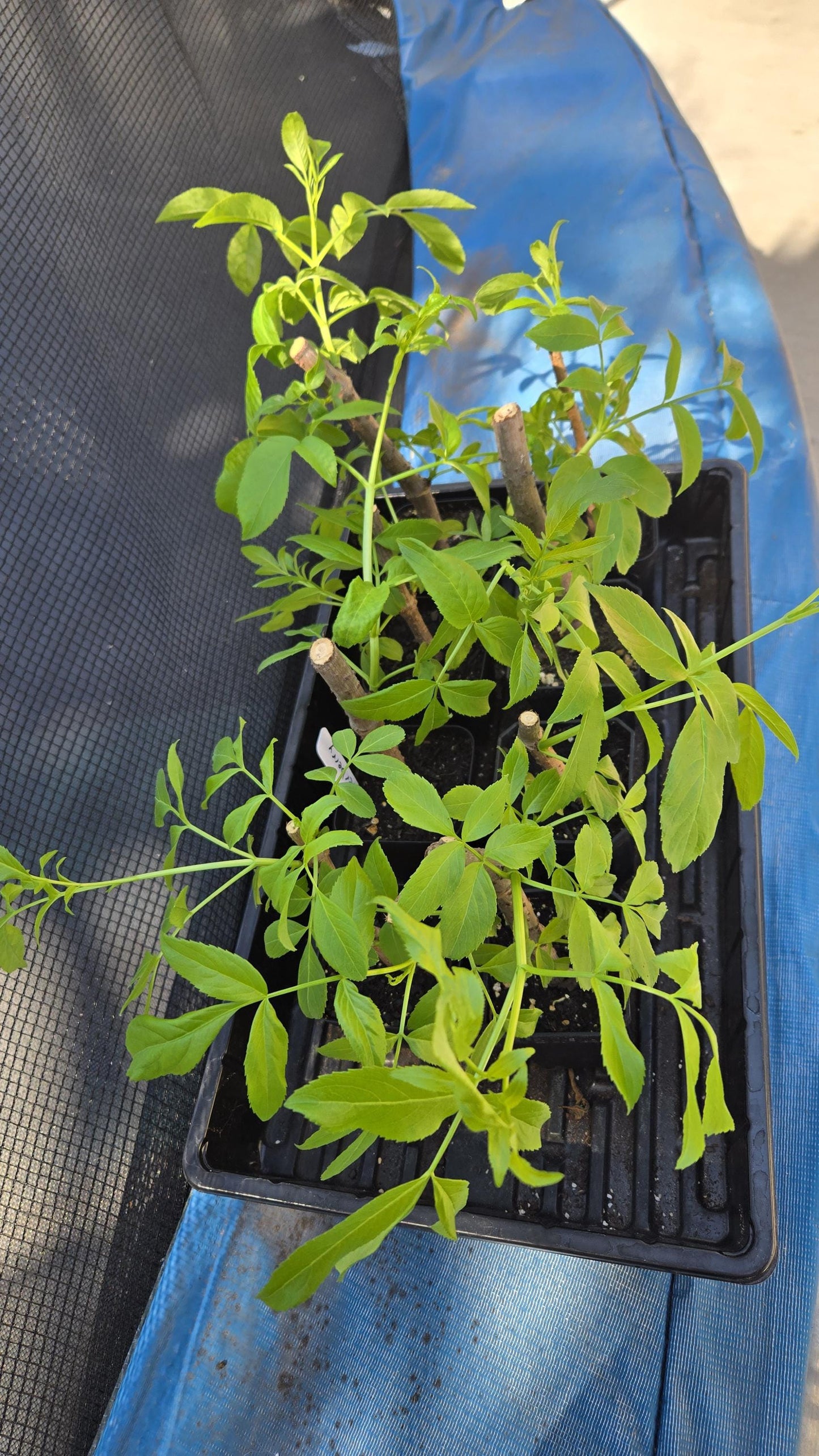 Elderberry Live Plant