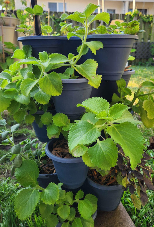 2-Pack Cuban Oregano Live Plant PREORDER