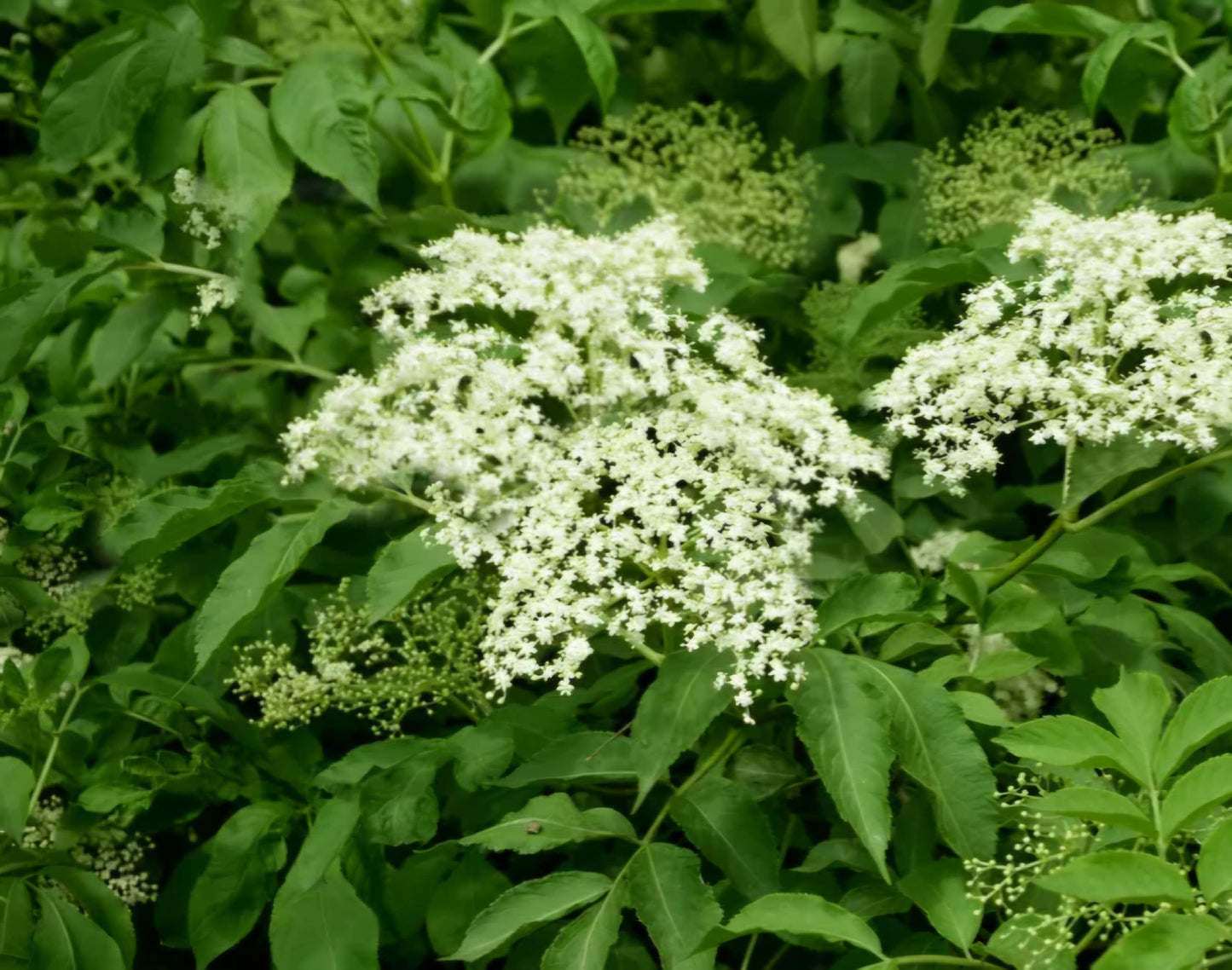 Elderberry Live Plant