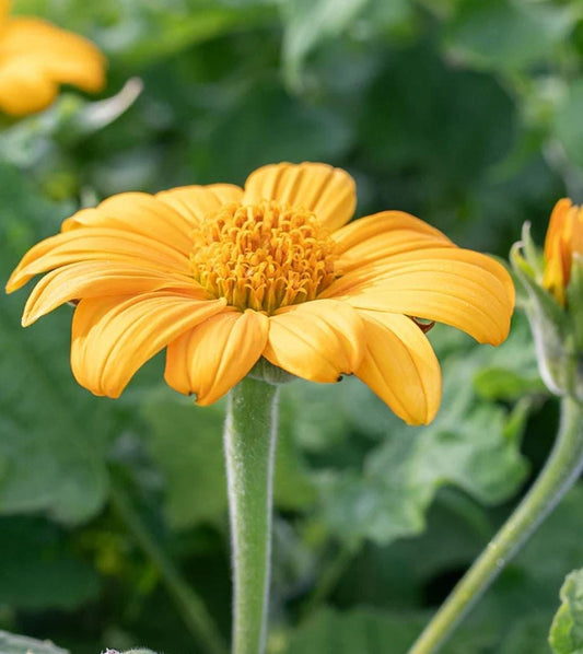 8-Pack Mexican Sunflower Cuttings (Tithonia diversifolia)