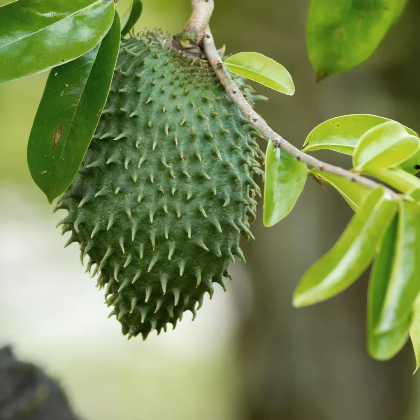 Soursop Seedling Live Plant