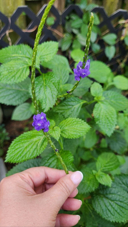 2-Pack Porterweed Live Plant - A Pollinator's Paradise