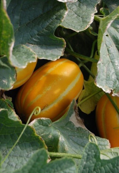 Korean Melon Seeds / Chamoe Seeds