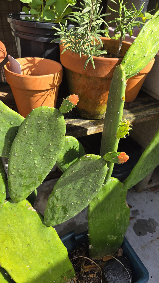 3-Pack Prickly Pear Cactus Pads ( Nopales )
