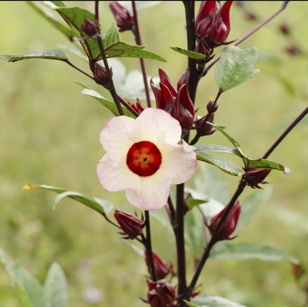 Roselle (Hibiscus sabdariffa) rooted Plant - Florida Cranberry / Jamaican Sorrel