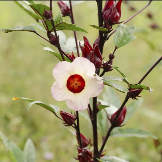Roselle (Hibiscus sabdariffa) rooted Plant - Florida Cranberry / Jamaican Sorrel